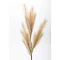 Κλαδί Pampas Grass κωδ.: 30.11.846 