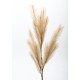 Κλαδί Pampas 
