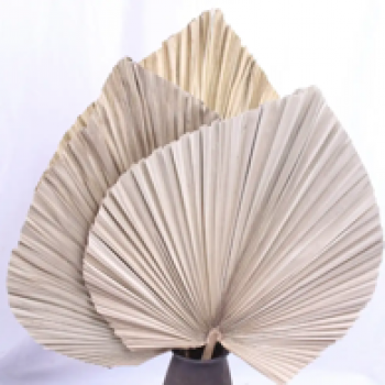 Dried palm leaves