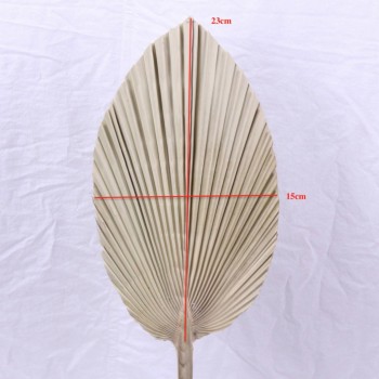 Dried palm leaves