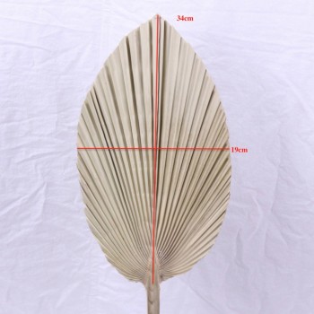 Dried palm leaves